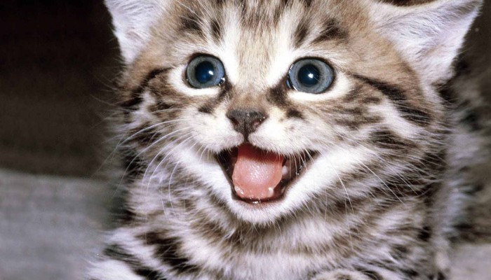 happy-cat-700x400.jpg