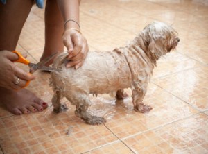 Bathing with Ease-PetsGroomingPrices