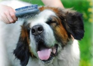 Brushing and Shedding-PetsGroomingPrices