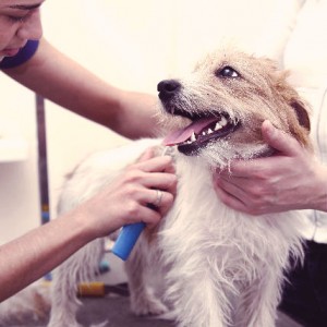 Extra Grooming Tips for Special Breeds-PetsGroomingPrices