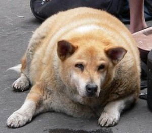 Obesity-PetsGroomingPrices