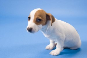 Parvovirus and Distemper-PetsGroomingPrices