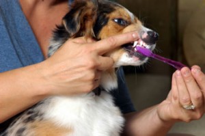 Periodontal Problems-PetsGroomingPrices