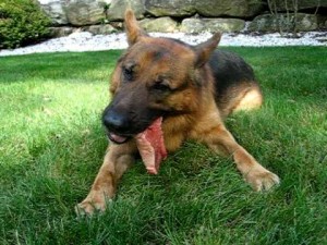 Raw Feeding Basics-PetsGroomingPrices