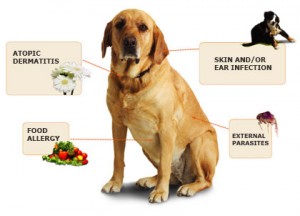 Skin Diseases-PetsGroomingPrices