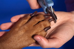 Trouble with Nail Clipping-PetsGroomingPrices