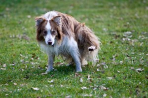 Urinary Tract Infections-PetsGroomingPrices