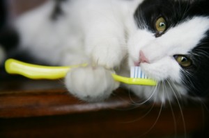 Hygiene for Cats