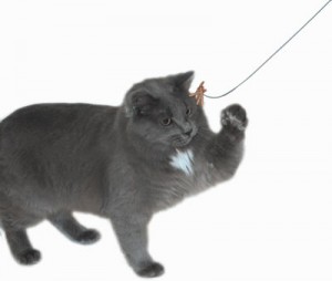 Fun Cat Toys - Cat Dancer