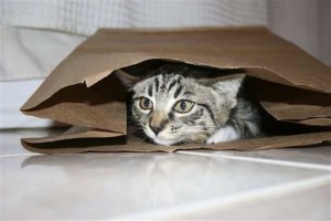 Why Cats Rule the World - They're entertained by paper bags