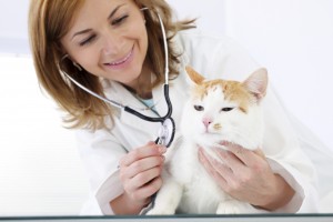 Care for Your Cat's Teeth - Visit a vet