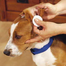 Dog's Ear Care including Cleaning Their Ears