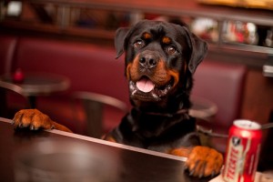 Best Dog Hangouts in NYC - The Luckydog