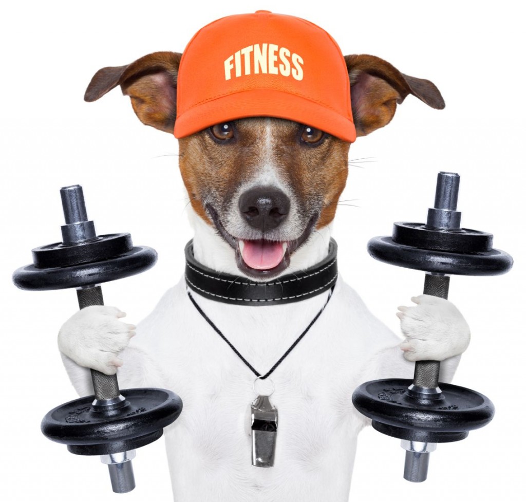 7 Indoor Exercises For Dogs Pets Grooming Prices