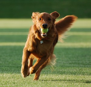 Indoor Exercises for Dogs - Play fetch