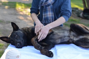 Dog Arthritis - Dog Massage