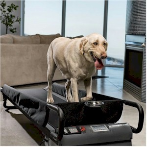 Indoor Exercises for Dogs - Dog Treadmill