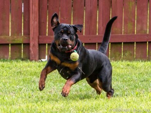 Rottweiler playing fetch