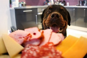 Rottweiler eyeing food