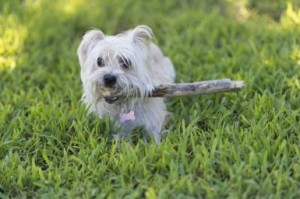 small-dog-fetch