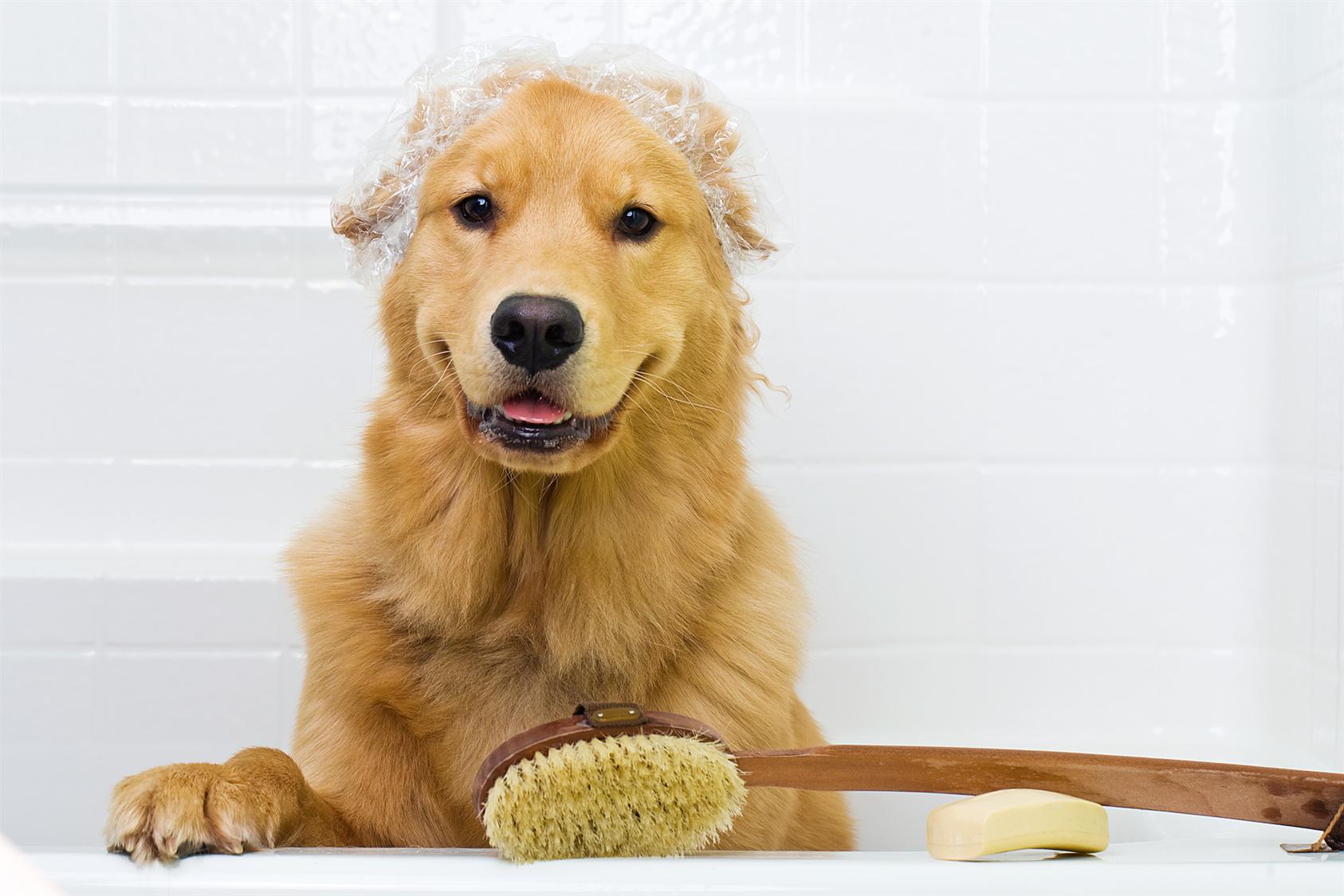 dogtopia grooming prices